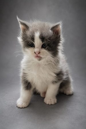 CHATTERIE MAINE COONS OF IRISH TOUCH - Image 6