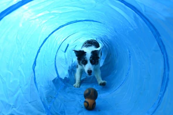 KANOU ET L AURA DU BORDER COLLIE - Image 10