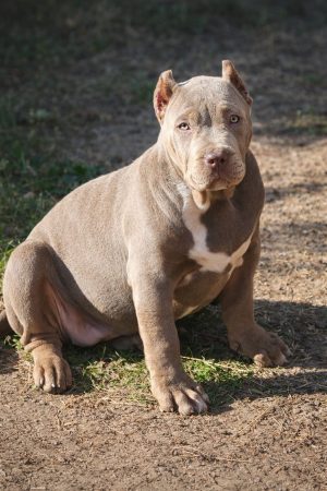 BREIZH BULLY KENNEL - Image 9