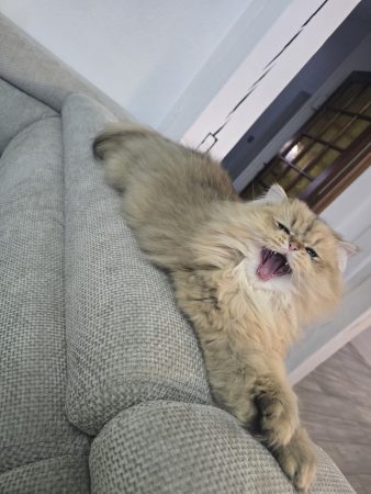 LA CHATTERIE DE LOLO DYDY - Image 17
