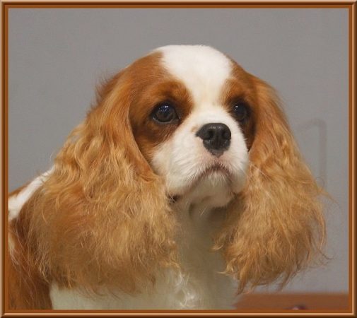 DE LULINE - Image 7