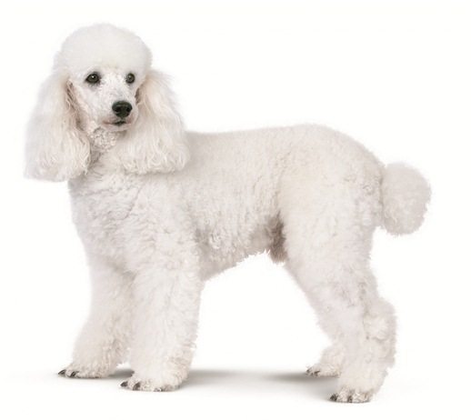 Race de chien Caniche toy