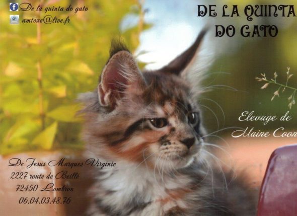 DE JESUS MARQUES VIRGINIE - Image 10
