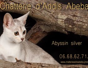 D&rsquo;ADDIS ABEBA