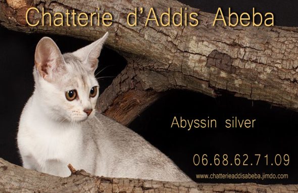 D&rsquo;ADDIS ABEBA - Image 1