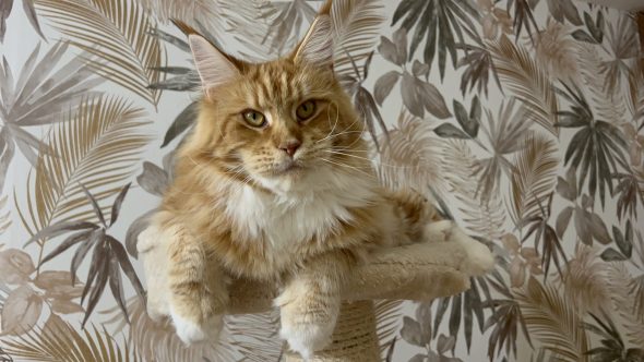 CHATTERIE DU MONT D ANGELYS - Image 8
