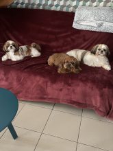 Le domaine des chiens du bonheur