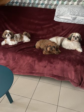 Le domaine des chiens du bonheur - Image 1
