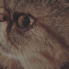 CHATTERIE DOUCE DU COTON BLANC