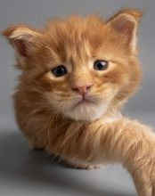 CHATTERIE MAINE COONS OF IRISH TOUCH