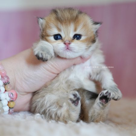 NEKOBAA - Image 7