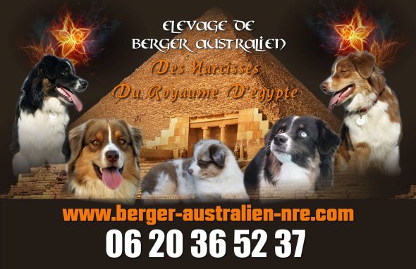 DES NARCISSES DU ROYAUME D&rsquo;EGYPTE - Image 2