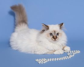 CHATTERIE AUX PERLES D O