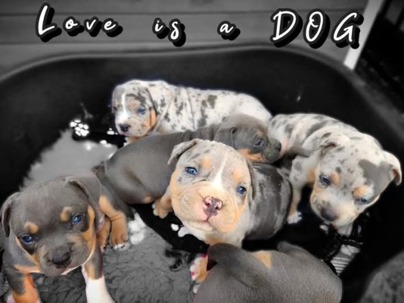 Love is a DOG - Image 7
