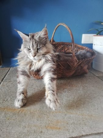 CHATTERIE DE L ILE BOISSEAU - Image 16