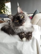 DES CHATS D AYMCELI