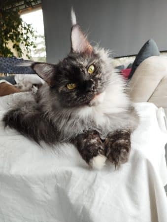 DES CHATS D AYMCELI - Image 3