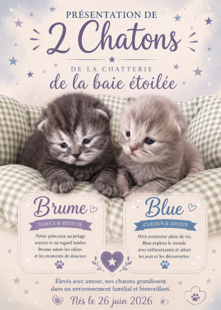 CHATTERIE DE LA BAIE ETOILEE - Image 14