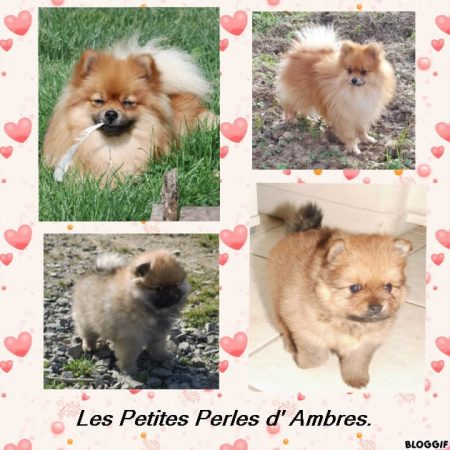 ELEVAGE LES PETITES PERLES D&rsquo;AMBRES - Image 11