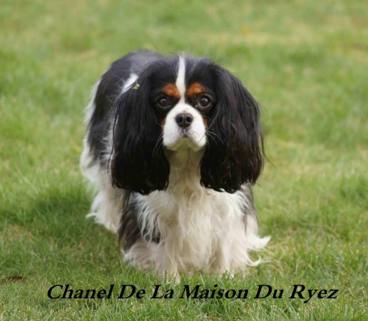 SCEA DE LA MAISON DU RYEZ - Image 2