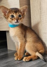 Chatons de race Abyssin à vendre chez l'éleveur L ANGE BLEUTE