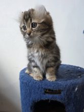 Chatons de race American curl à vendre chez l'éleveur CHATTERIE ARC EN CIEL