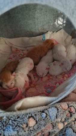 Image de la portée de chaton de l'élévage LE CHATLAND DAY