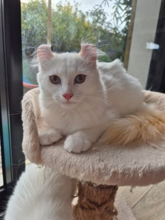 Image de la portée de chaton de l'élévage LE CHATLAND DAY