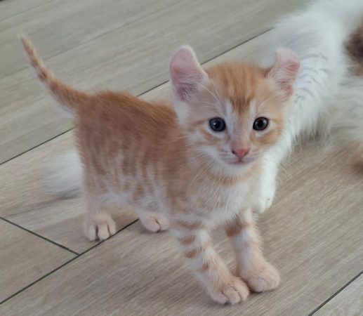 Image de la portée de chaton de l'élévage LE CHATLAND DAY