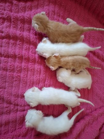 Image de la portée de chaton de l'élévage LE CHATLAND DAY