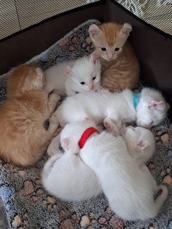 Image de la portée de chaton de l'élévage LE CHATLAND DAY