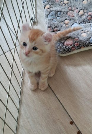 Image de la portée de chaton de l'élévage LE CHATLAND DAY
