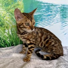 Chatons de race Bengal à vendre chez l'éleveur ELEVAGE DU DOMAINE DE JADE