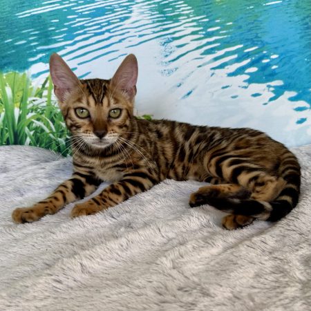 Image de la portée de chaton de l'élévage ELEVAGE DU DOMAINE DE JADE