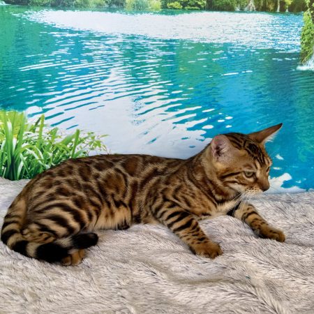 Image de la portée de chaton de l'élévage ELEVAGE DU DOMAINE DE JADE