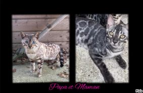 Chatons de race Bengal à vendre chez l'éleveur BEAUTY WILD
