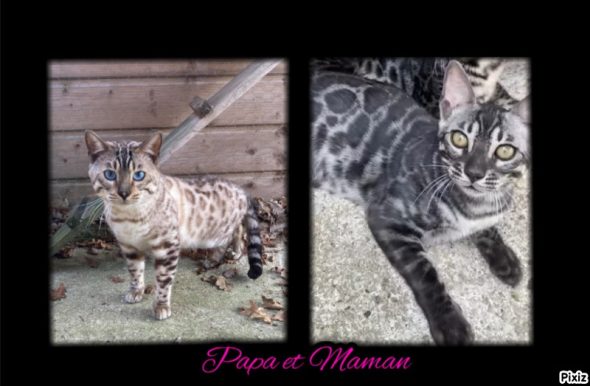 Image de la portée de chaton de l'élévage BEAUTY WILD