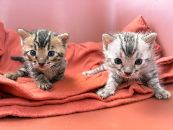 Image de la portée de chaton de l'élévage BEAUTY WILD