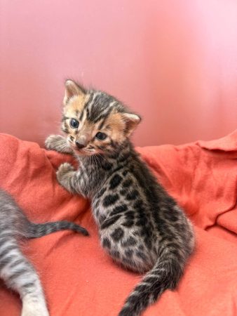 Image de la portée de chaton de l'élévage BEAUTY WILD
