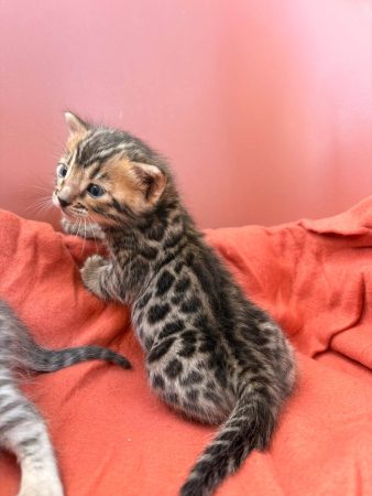 Image de la portée de chaton de l'élévage BEAUTY WILD