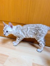 Chatons de race Bengal à vendre chez l'éleveur FABIER DELPHINE