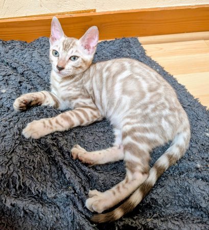Image de la portée de chaton de l'élévage FABIER DELPHINE