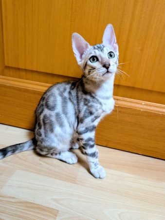 Image de la portée de chaton de l'élévage FABIER DELPHINE