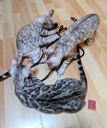 Image de la portée de chaton de l'élévage FABIER DELPHINE