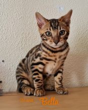 Chatons de race Bengal à vendre chez l'éleveur LA GALAXIE DE MAELYSSIA