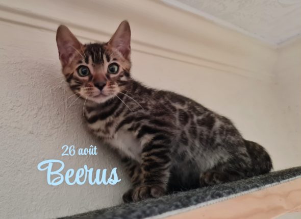 Image de la portée de chaton de l'élévage LA GALAXIE DE MAELYSSIA