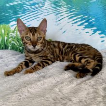 Chatons de race Bengal à vendre chez l'éleveur ELEVAGE DU DOMAINE DE JADE