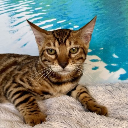 Image de la portée de chaton de l'élévage ELEVAGE DU DOMAINE DE JADE