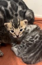 Chatons de race Bengal à vendre chez l'éleveur BEAUTY WILD