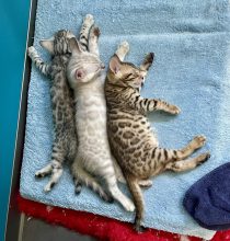 Chatons de race Bengal à vendre chez l'éleveur BIAU CLAIRE